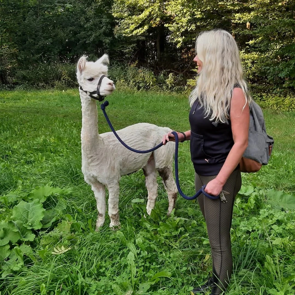 Ein Alpakaspaziergang am Teutoburger Wald